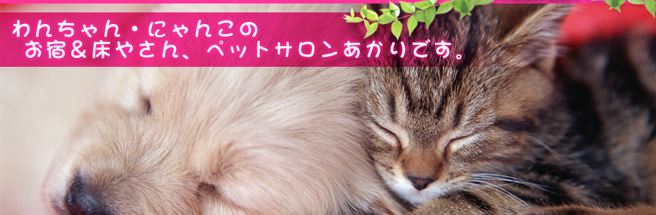 千葉市中央区のペットサロンあかり